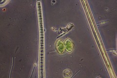 Staurastrum punctulatum