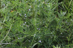 Vicia parviflora