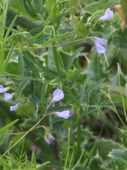 Vicia parviflora