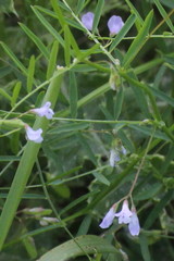 Vicia parviflora
