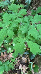 Stylophorum diphyllum