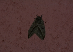 Austrolippa convergens