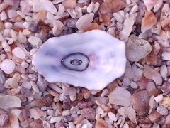 Fissurella microtrema