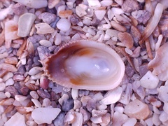 Pilosabia trigona