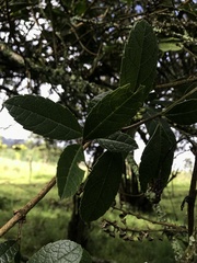 Citharexylum sulcatum