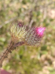 Carduus litigiosus