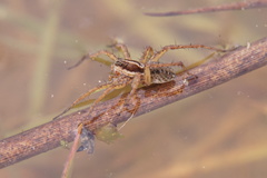 Pardosa monticola
