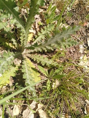 Carduus litigiosus