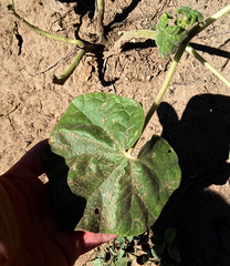 Craniolaria integrifolia