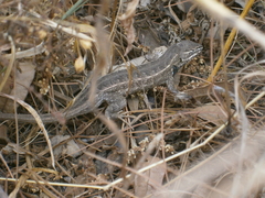 Sceloporus aeneus