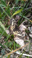 Zerynthia polyxena