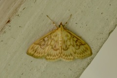 Crocidophora serratissimalis