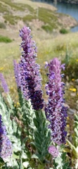 Nepeta tuberosa