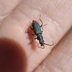 Anthomalachius spinosus