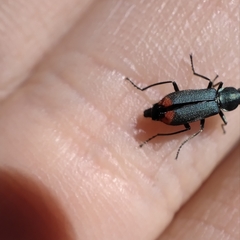 Anthomalachius spinosus