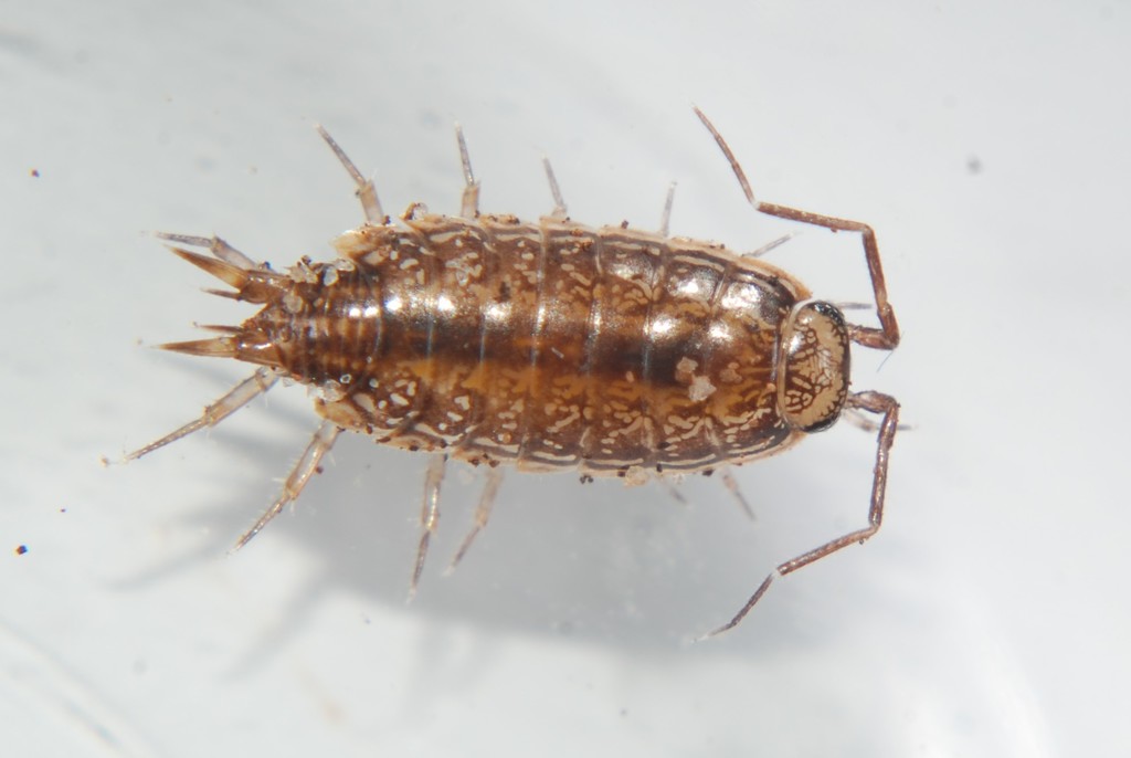 Florida Fast Woodlouse