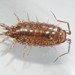 Florida Fast Woodlouse - Photo (c) Joshua Doby, some rights reserved (CC BY-NC), uploaded by Joshua Doby