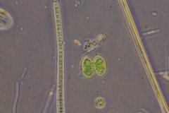 Staurastrum punctulatum