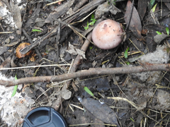 Phlegmacium lavendulense