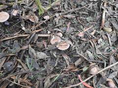 Phlegmacium lavendulense