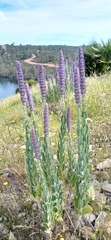 Nepeta tuberosa