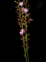 Macropsychanthus macrocarpus