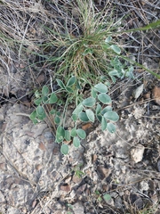 Hedysarum candidum