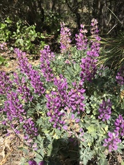 Lupinus sericatus
