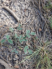 Hedysarum candidum