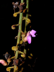 Macropsychanthus macrocarpus
