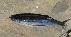 Thunnus atlanticus