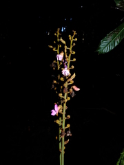 Macropsychanthus macrocarpus