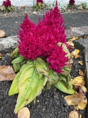 Celosia argentea plumosa