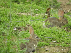 Oryctolagus cuniculus