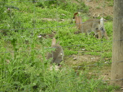 Oryctolagus cuniculus