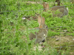 Oryctolagus cuniculus