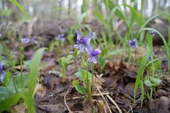 Viola uliginosa