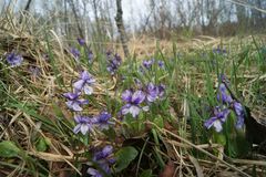 Viola uliginosa
