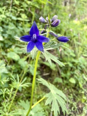 Delphinium trolliifolium