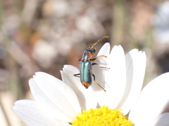 Clanoptilus marginellus