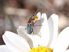 Clanoptilus marginellus