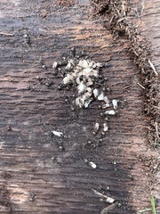 Formicidae