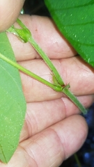 Desmodium canescens