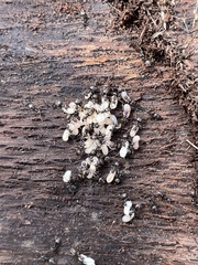 Formicidae