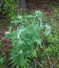 Lithospermum bejariense