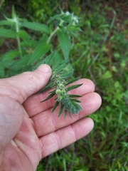 Lithospermum bejariense