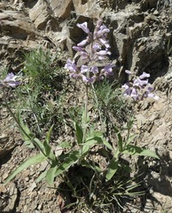 Penstemon canescens
