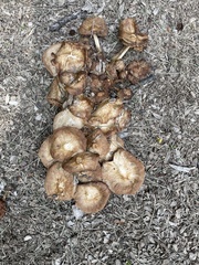 Agaricomycetes