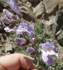 Penstemon canescens
