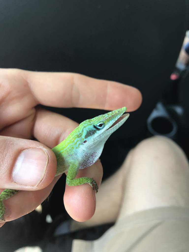 Allison's Anole in May 2021 by Randy Klabacka · iNaturalist